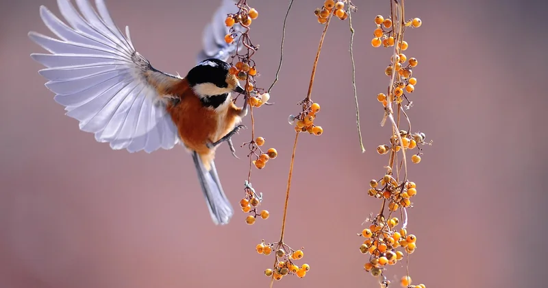 Où aller pour voir des oiseaux quand on n'a pas de voiture ?