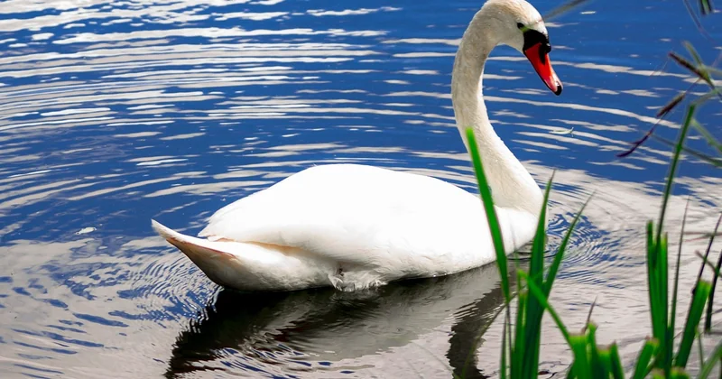 Comment Lohéac se situe face aux autres plans d'eau bretons