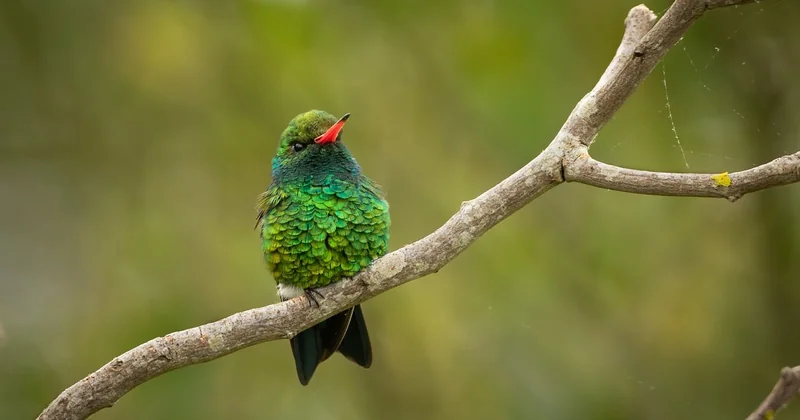 Où puis-je trouver un stage d'observation des oiseaux ?