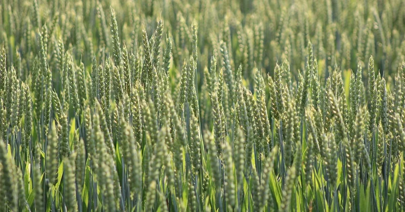 La face cachée : impact environnemental et durabilité
