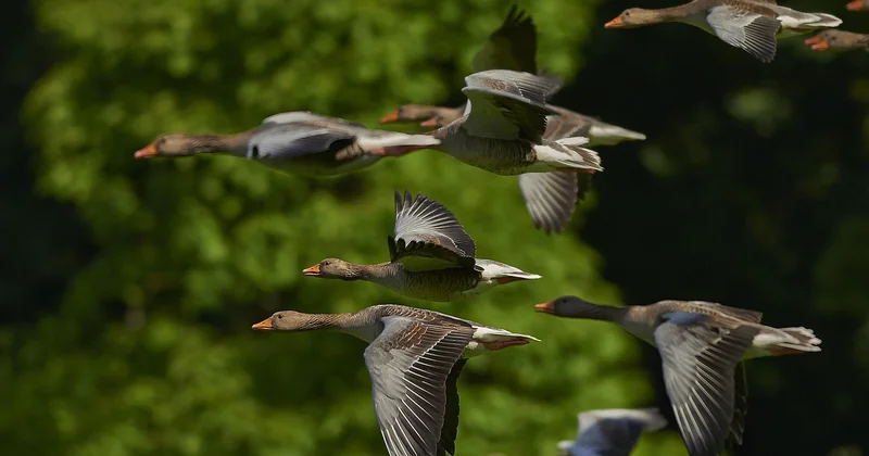 Où puis-je observer les oiseaux dans le Morbihan ?